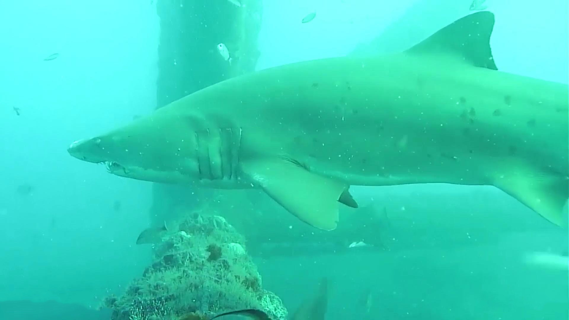 Pan Oceanic Shark Swim Goggles