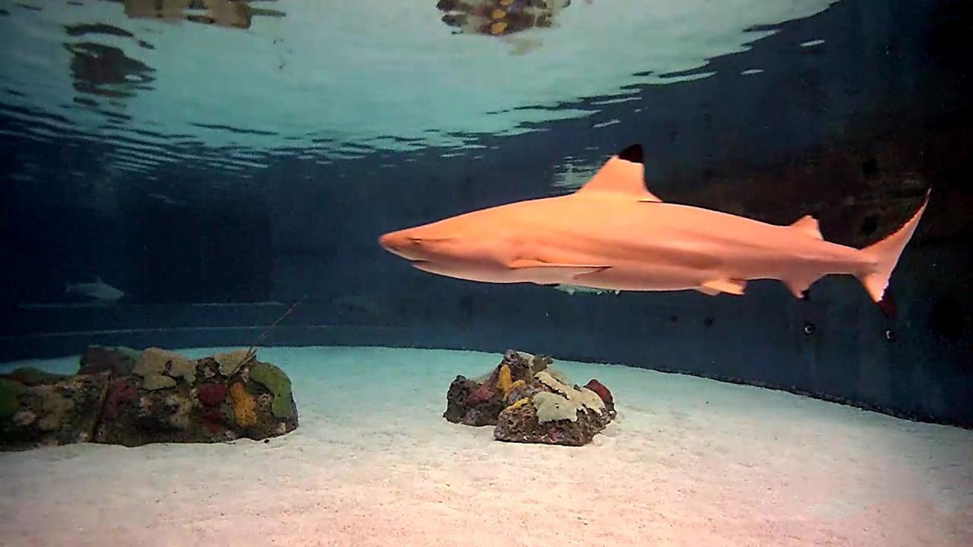 shark aquarium webcam - www.skgdt.ru.