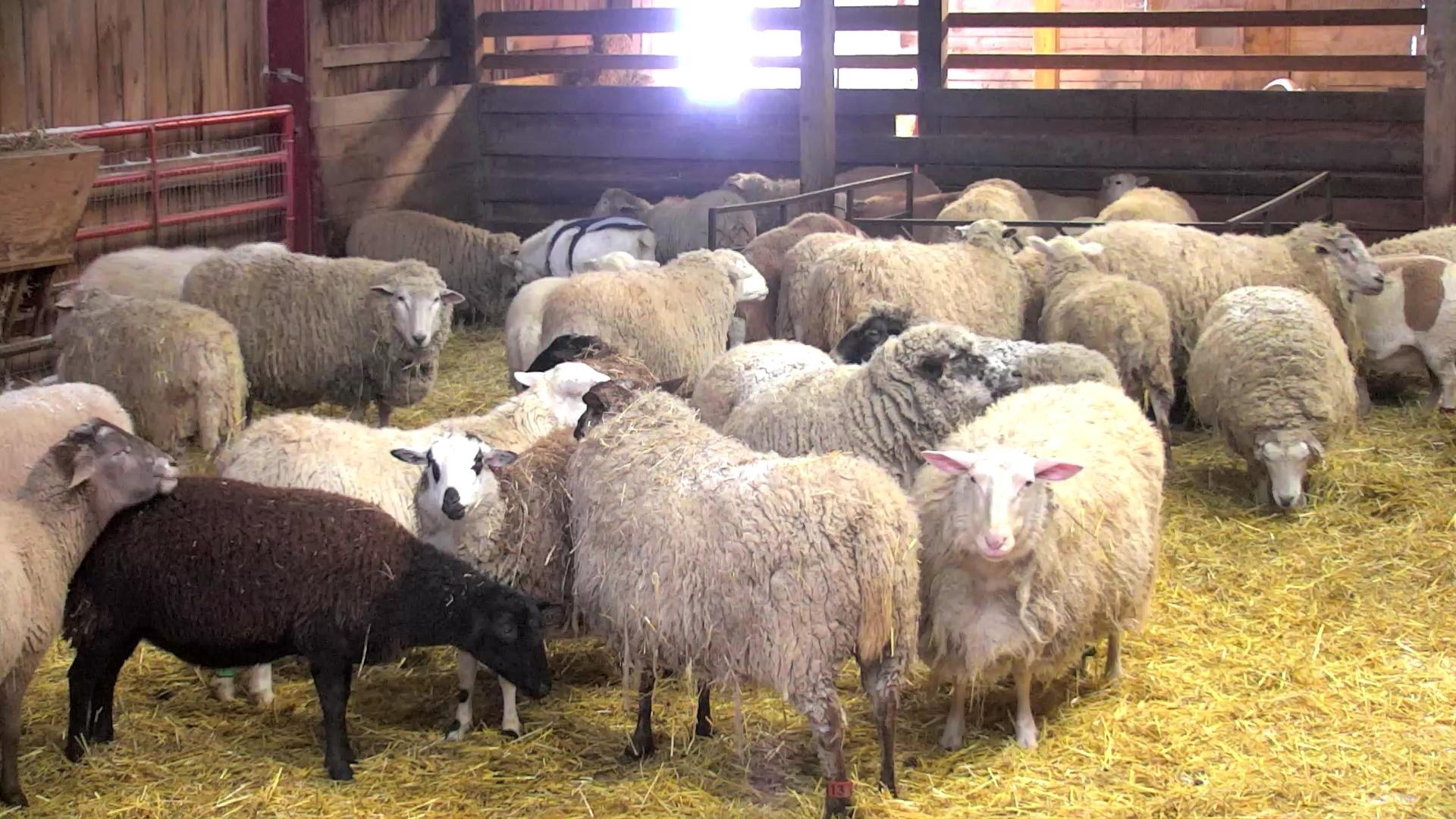 sheep barn