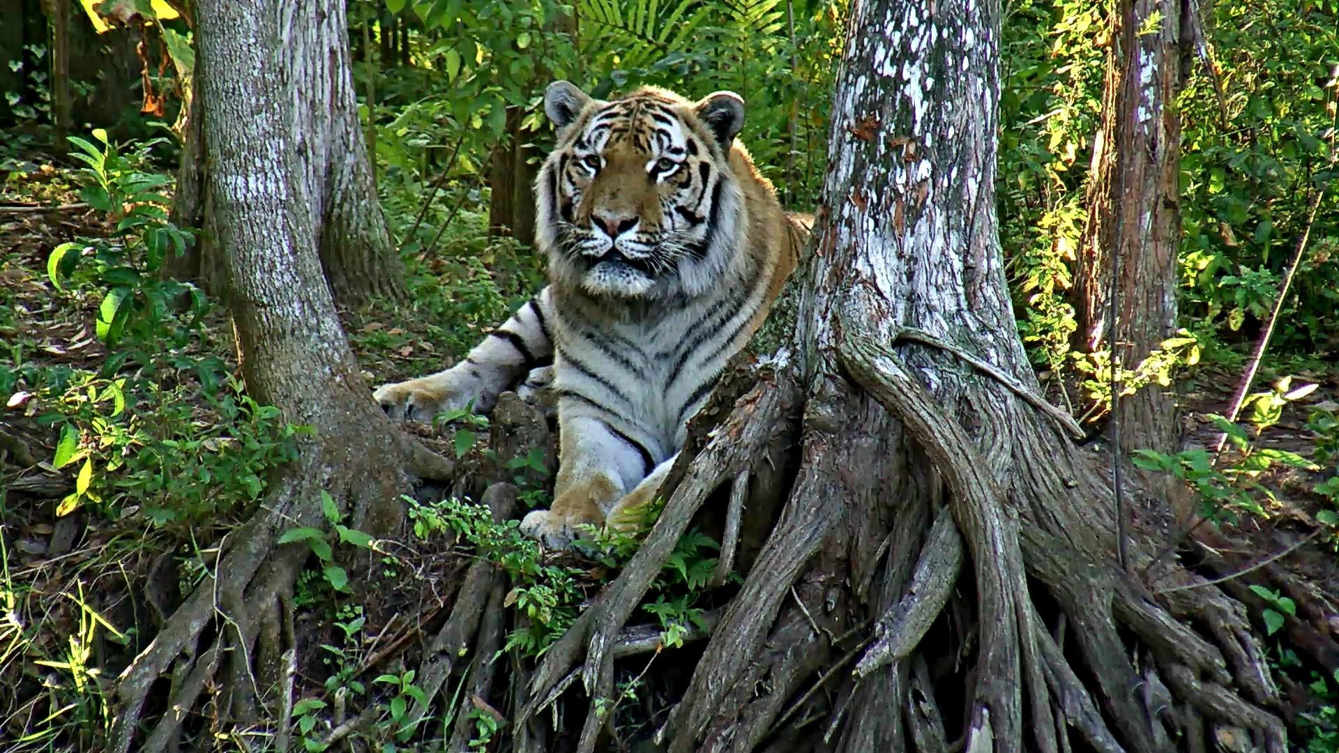 Live Tiger Cam - video of tigers at Big Cat Rescue 