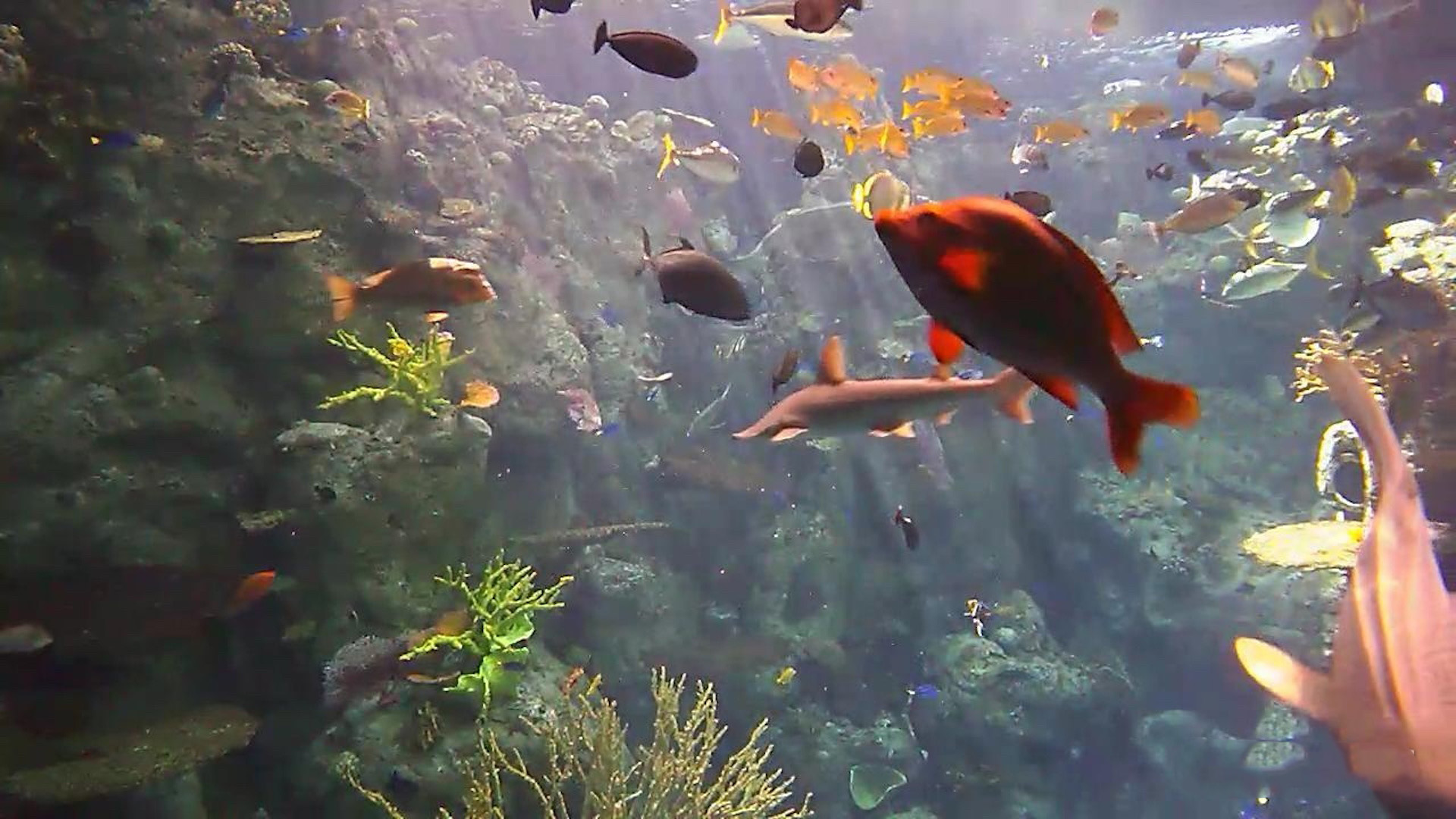 tropical fish in ocean
