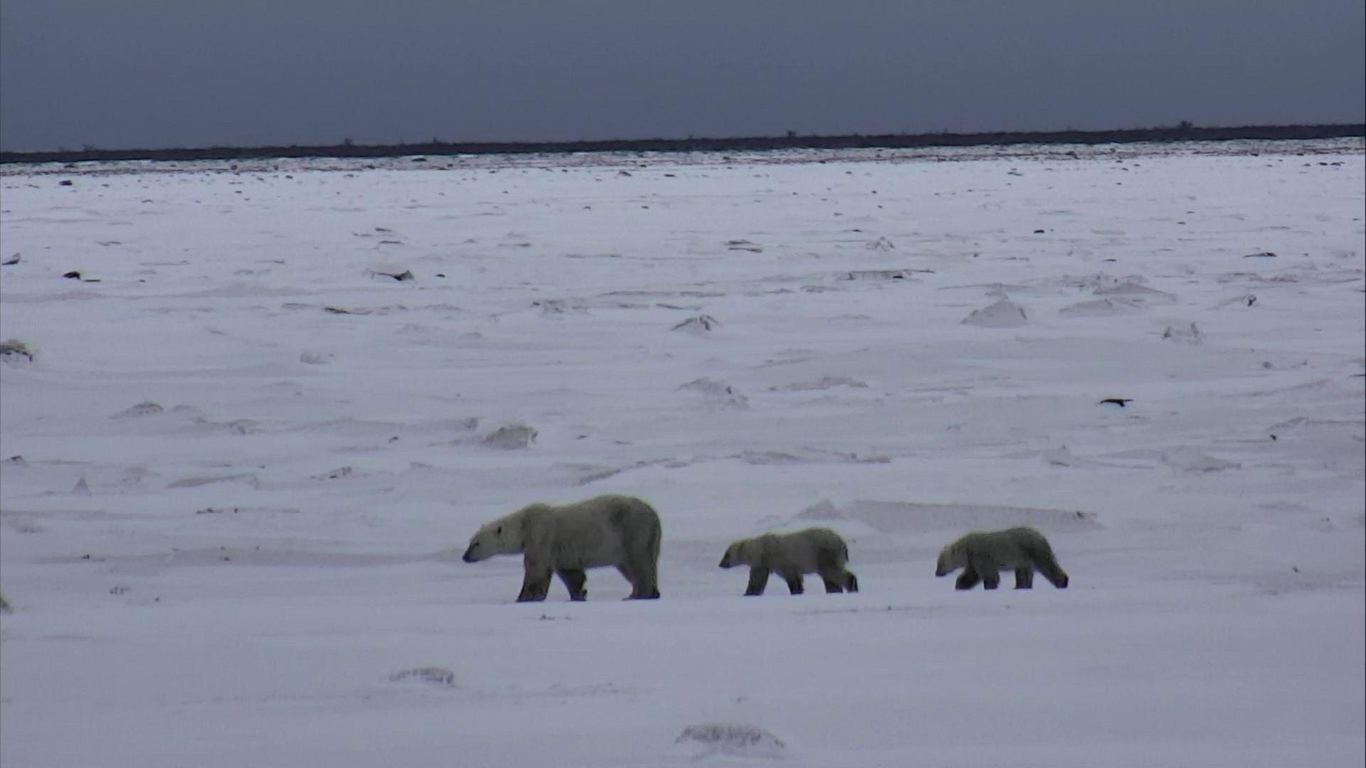 This camera is located at the Tundra Buggy Lodge stationed at the "...