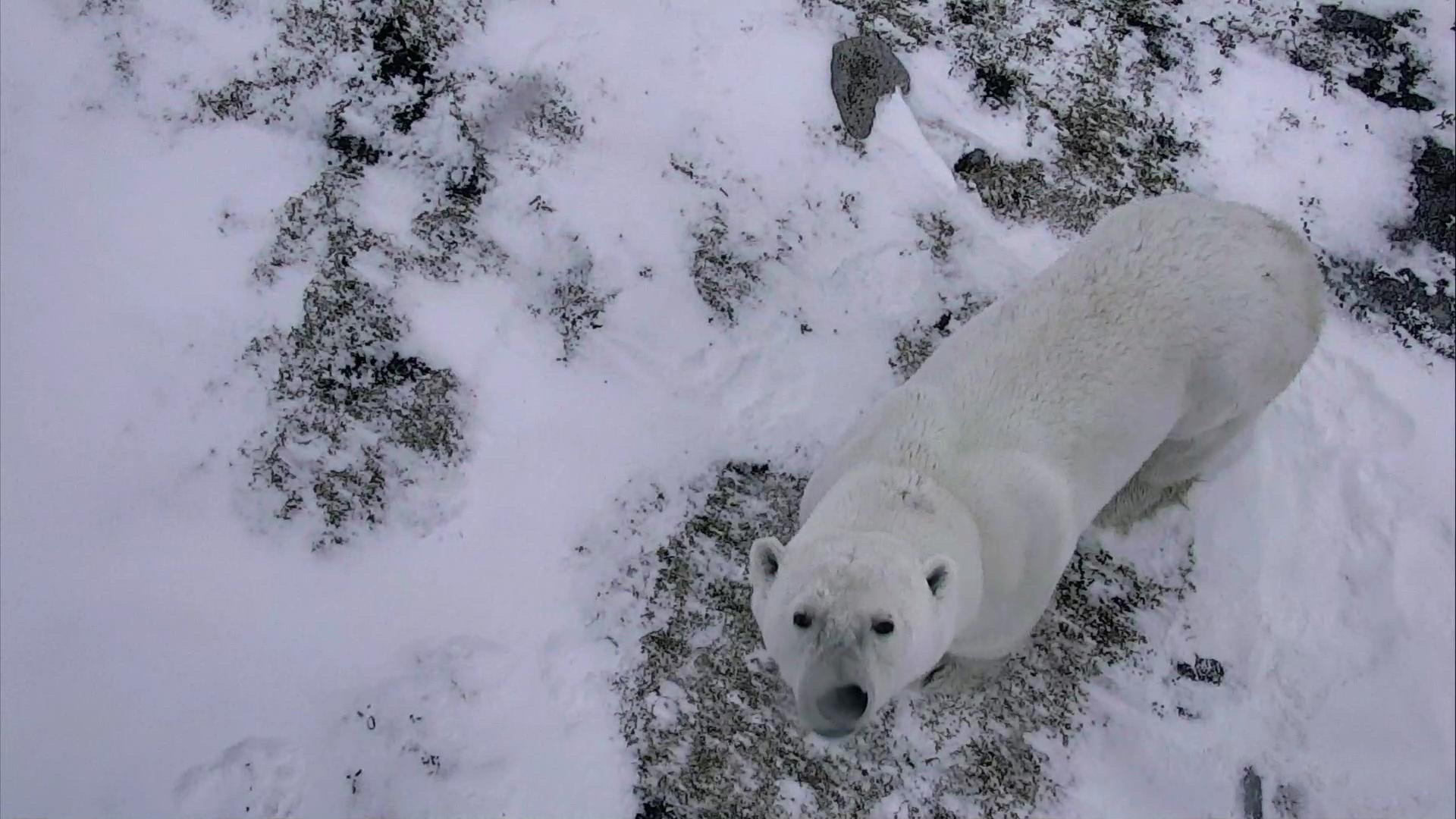 Live Polar Bear Cam Hudson Bay Canada Explore