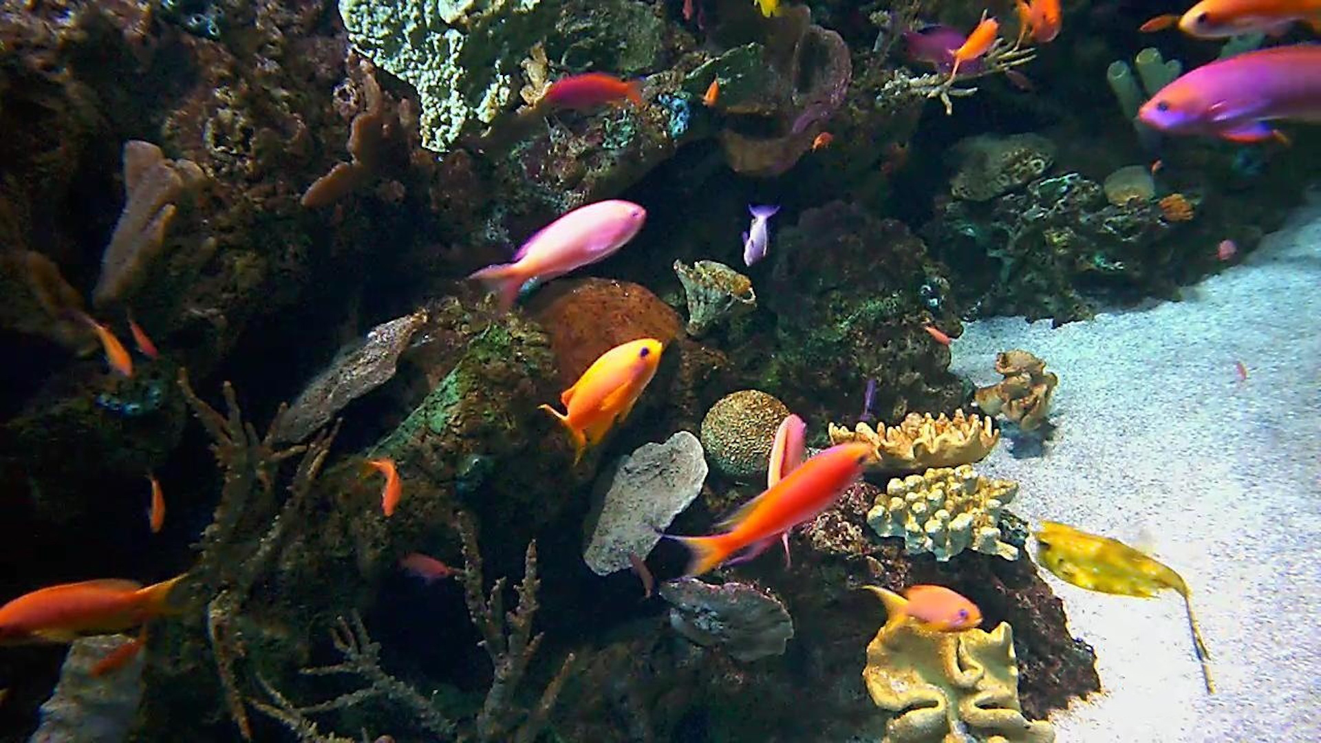 aquarium camera underwater