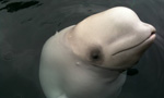 wild beluga whale near Churchill Canada on beluga cam