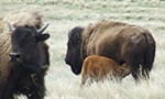 bison calf camera