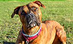 boxer dog looking into camera