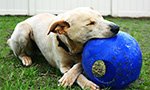 k9s for warriors dog chewing on blue ball