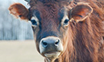 a cow looks into the cow cam at Farm Sanctuary