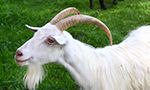 white goat with horns on live camera