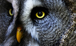 closeup showing the eyes of a Great Gray Owl in its nest