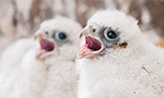 two falcon chicks in nest