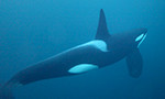 underwater view of an orca whale at Cracroft Point