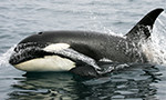 Orca surfacing at Robson Bight Ecological Preserve