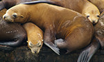 steller seal lions from the sea lion webcam