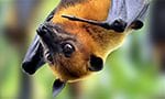 fruit bat hanging upside down on bat cam