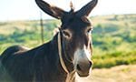 American Mammoth Donkey at Donkey Hill 