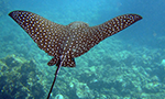 a eagle ray swims through a tropical reef near Grandy Cayman Island