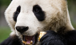 a giant panda in china eating