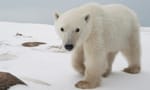 polar bear near Churchill Canada on Hudson Bay