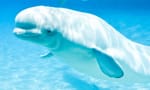 live whale cam - beluga