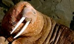 a large male walrus showing tusks on walrus cam