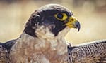 peregrine falcon cam