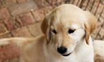 cute golden retriever puppy featured on puppy cam