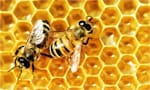 honey bees on hive