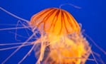 west coast sea nettles on jellyfish cam