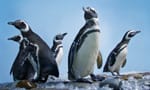 several Magellenic penguins featured on the live penguin camera