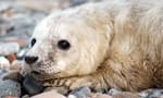 baby seal featured on the live seal cam