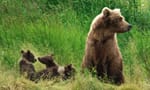 brown bear standing on legs at brooks river
