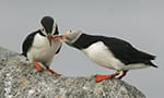 two puffins on the boulder berm
