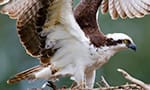 an osprey lands in its nest 