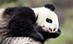 panda caught napping on the panda cam in china
