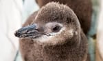 baby penguin from the penguin nest cam