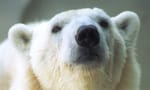 polar bear bear from the Ouwehand Zoo polar bear cam