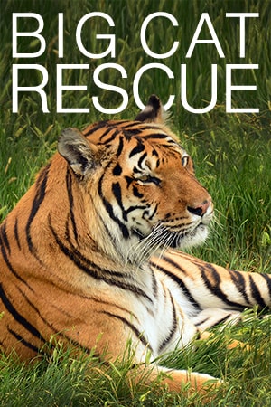 Big Cat Rescue Camera - watch lions and tigers live | Explore.org