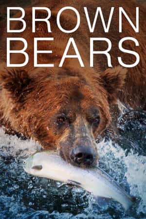 Watch The Man Who Lives With Bears Tube Free Watch The Man Who Lives With Bears Tube Free