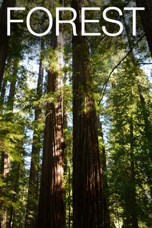 Redwood Forest Camera - live stream from California | Explore.org