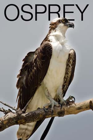 osprey login