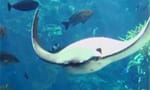 ray swimming in Blue Cavern at Aquarium of the Pacific