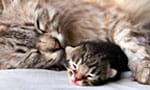 cute kitten sleeping on kitten rescue cam