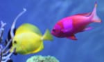 wrasse and anthias underwater camera