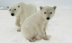 polar bears international questions and answers