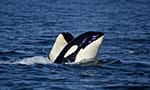 two orcas swimming in British Columbia on orca cam