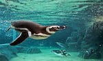 penguin swimming on the underwater live cam