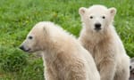 two young polar bear twins at Denmark Zoo
