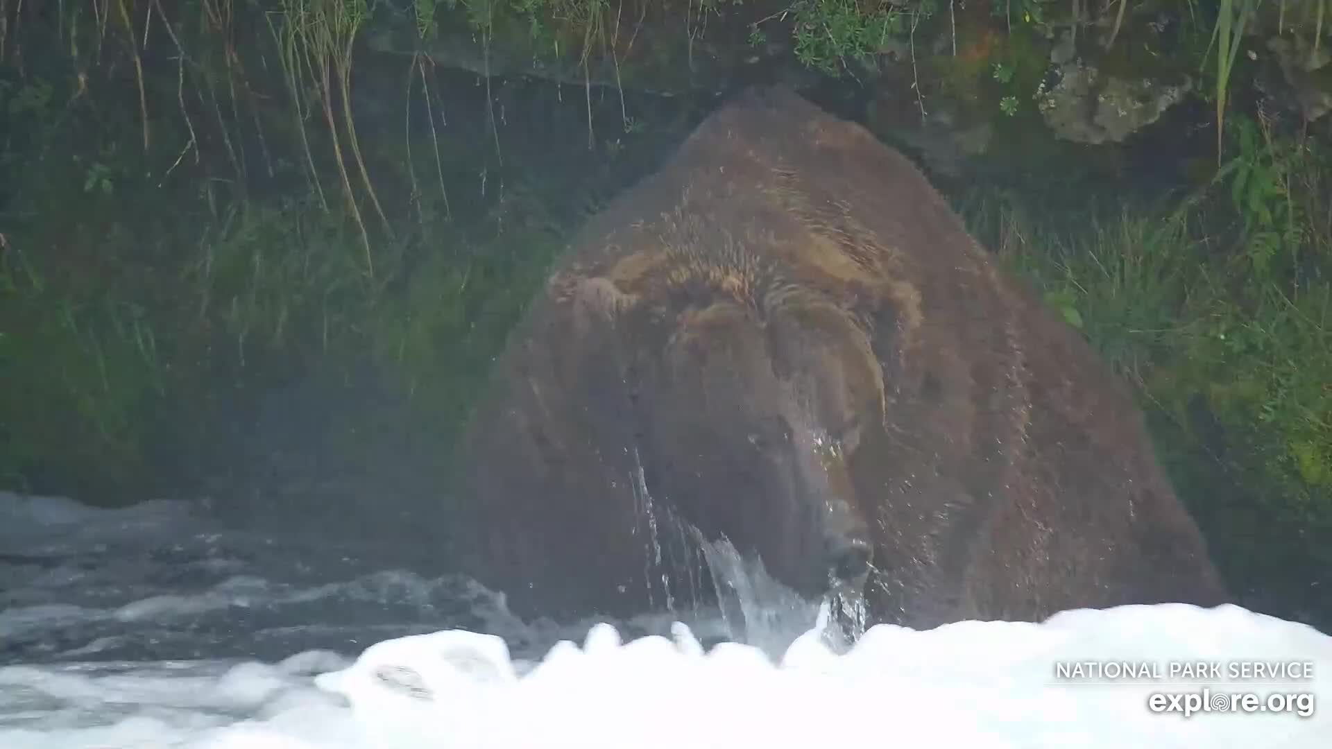 Explore.org Disqus - Katmai Bear Cam - Brown Bears at Brooks Falls | Explore.org
